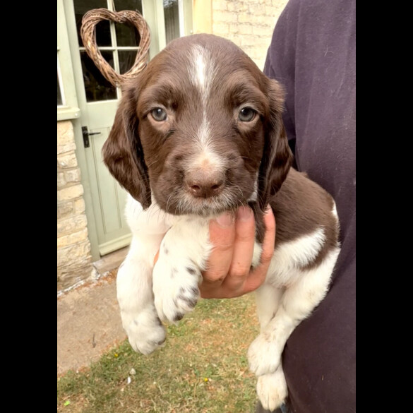 English Springer Spaniel - Both