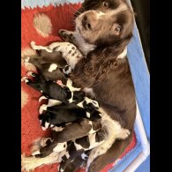 English Springer Spaniel - Both