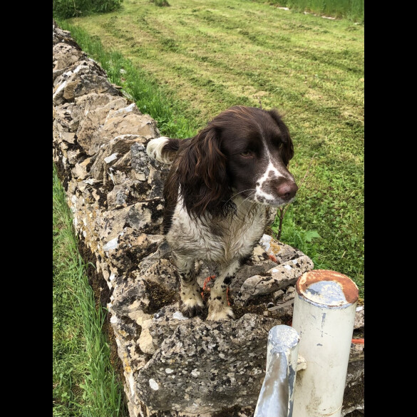 English Springer Spaniel - Both