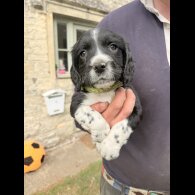 English Springer Spaniel - Both