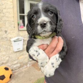 English Springer Spaniel - Both