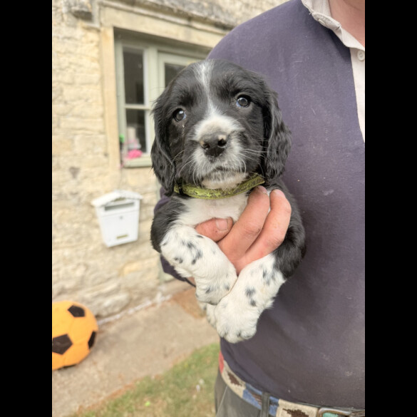 English Springer Spaniel - Both
