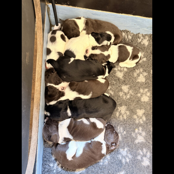 English Springer Spaniel - Both