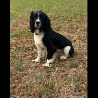 English Springer Spaniel - Both