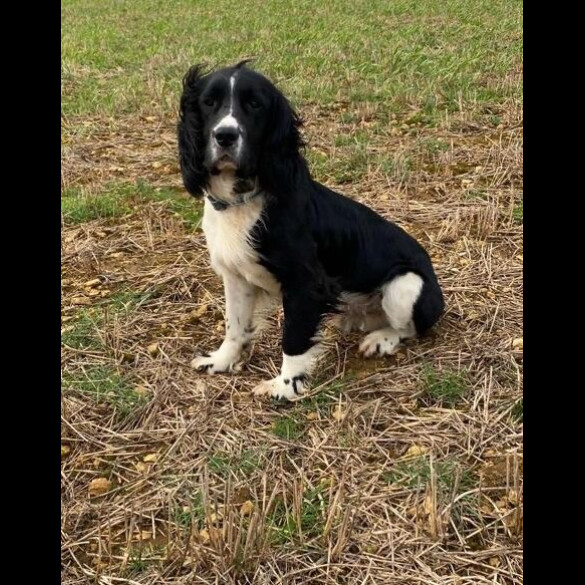 English Springer Spaniel - Both