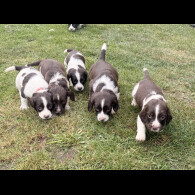 English Springer Spaniel - Both