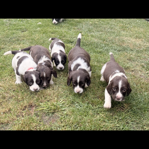 English Springer Spaniel - Both