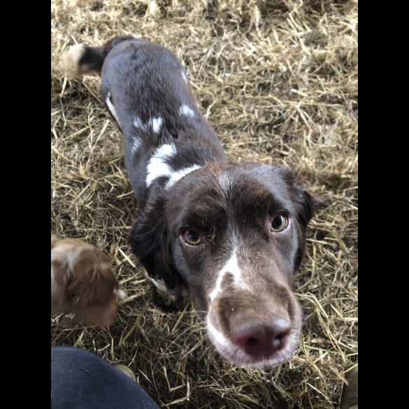 English Springer Spaniel - Both
