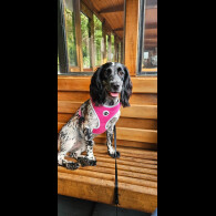 Sprocker Spaniel - Both