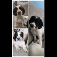Sprocker Spaniel - Both