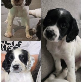 Sprocker Spaniel - Both