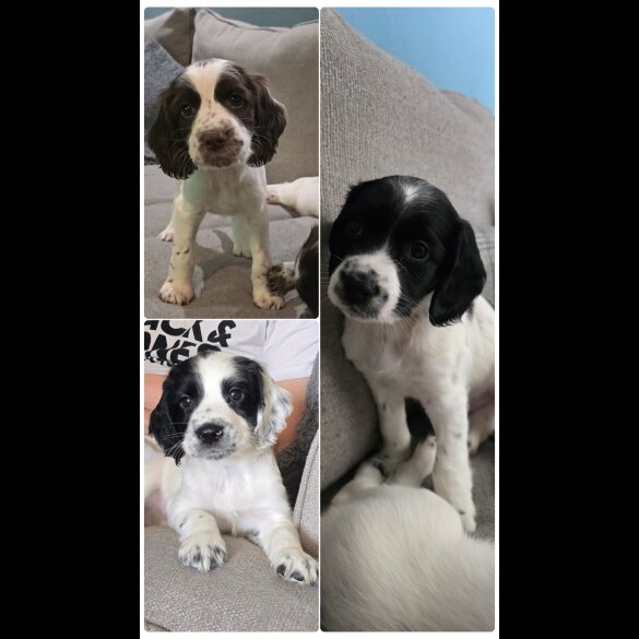 Sprocker Spaniel - Both