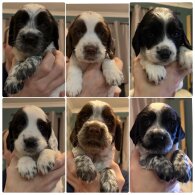 Sprocker Spaniel - Both