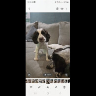 Sprocker Spaniel - Both