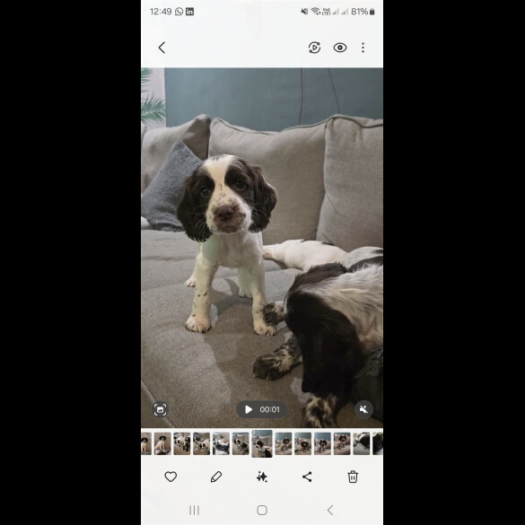 Sprocker Spaniel - Both