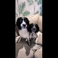 Sprocker Spaniel - Both