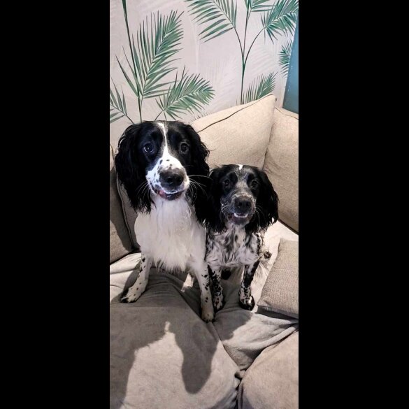 Sprocker Spaniel - Both