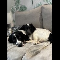 Sprocker Spaniel - Both