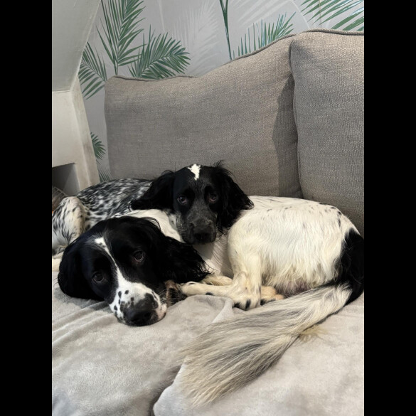 Sprocker Spaniel - Both