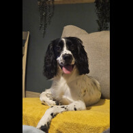 Sprocker Spaniel - Both