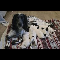 Sprocker Spaniel - Both