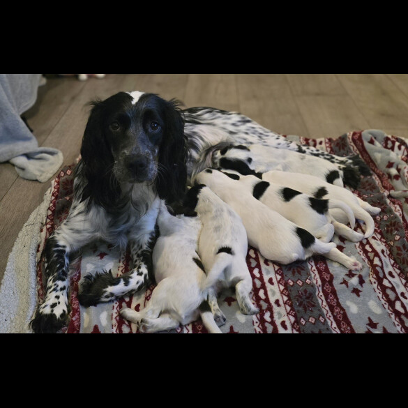 Sprocker Spaniel - Both