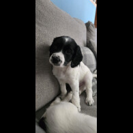 Sprocker Spaniel - Both