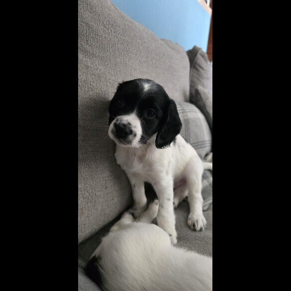 Sprocker Spaniel - Both