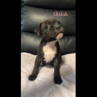 Staffordshire Bull Terrier - Both
