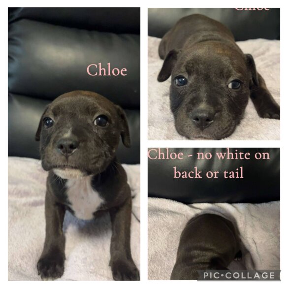 Staffordshire Bull Terrier - Both