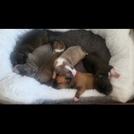 Staffordshire Bull Terrier - Both