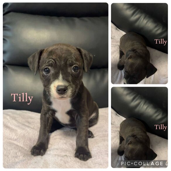 Staffordshire Bull Terrier - Both