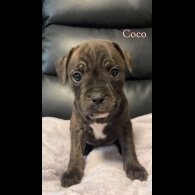 Staffordshire Bull Terrier - Both