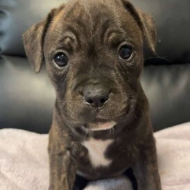 Staffordshire Bull Terrier - Both