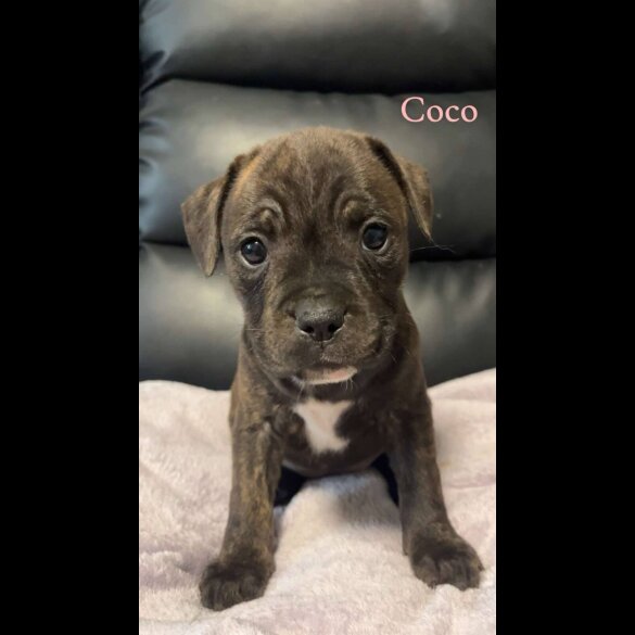 Staffordshire Bull Terrier - Both
