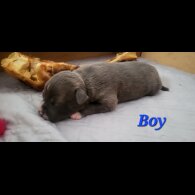 Staffordshire Bull Terrier - Both