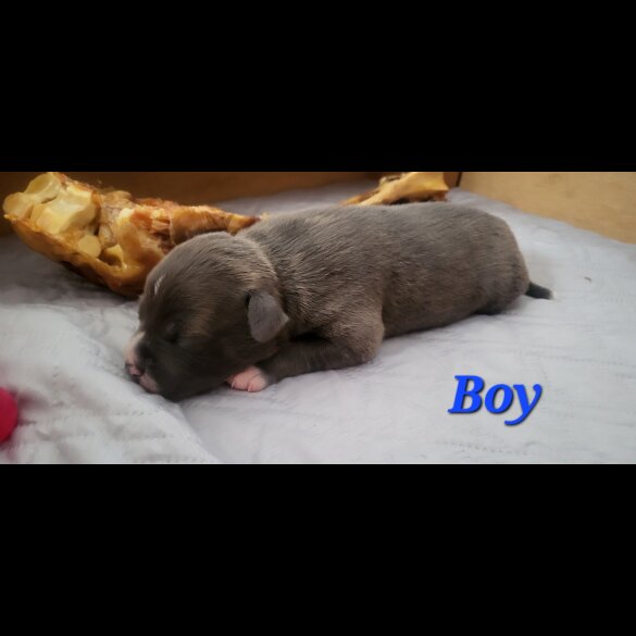 Staffordshire Bull Terrier - Both