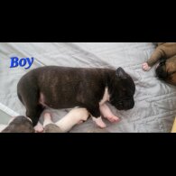 Staffordshire Bull Terrier - Both