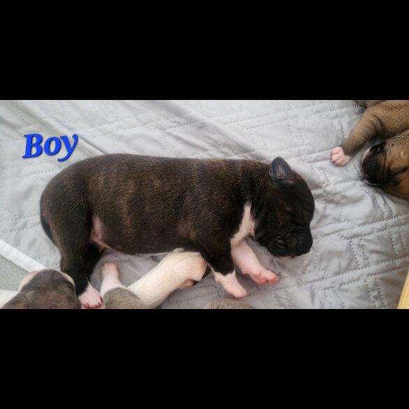 Staffordshire Bull Terrier - Both