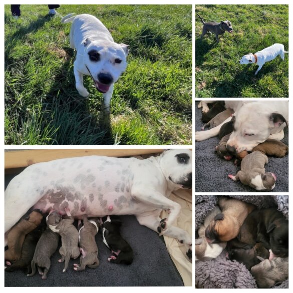 Staffordshire Bull Terrier - Both