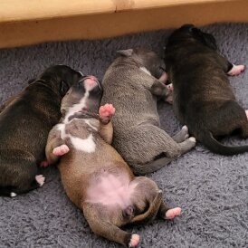 Staffordshire Bull Terrier - Both