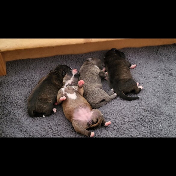 Staffordshire Bull Terrier - Both