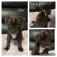 Staffordshire Bull Terrier - Both