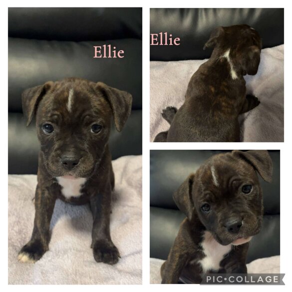 Staffordshire Bull Terrier - Both