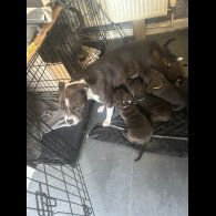 Staffordshire Bull Terrier - Both