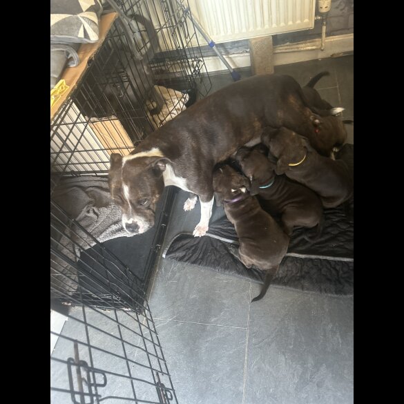 Staffordshire Bull Terrier - Both