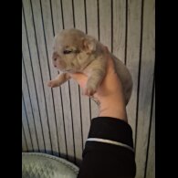 French Bulldog - Both