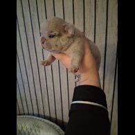 French Bulldog - Both