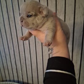 French Bulldog - Both