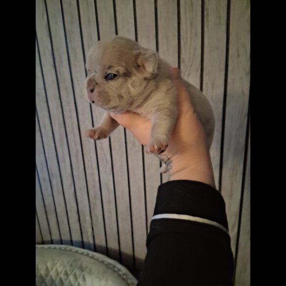 French Bulldog - Both